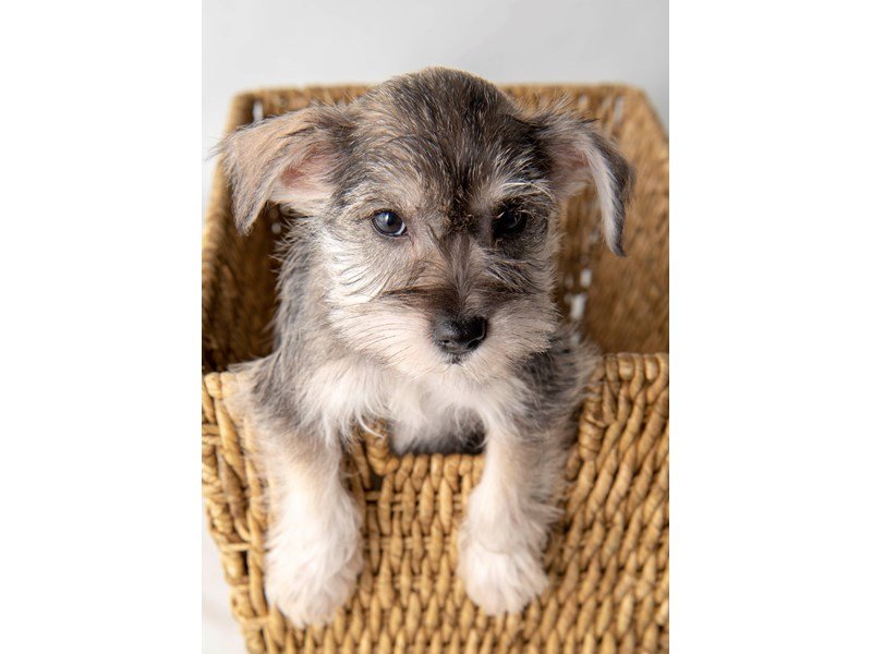 Miniature Schnauzer-DOG-Female-Salt / Pepper-2303243-My Next Puppy