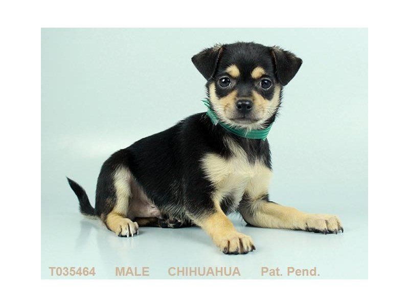 Chihuahua-DOG-Male-BLK & TN-2319072-My Next Puppy
