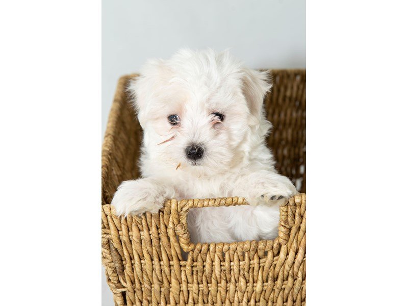 2nd Generation Morkie-DOG-Female-White / Cream-2330641-My Next Puppy