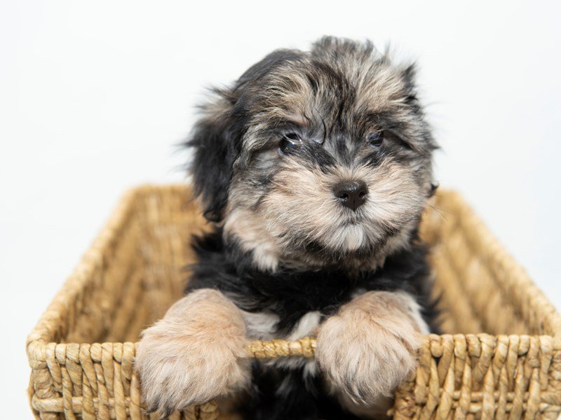 2nd Generation Morkie-DOG-Female-Black / Tan-2330644-My Next Puppy