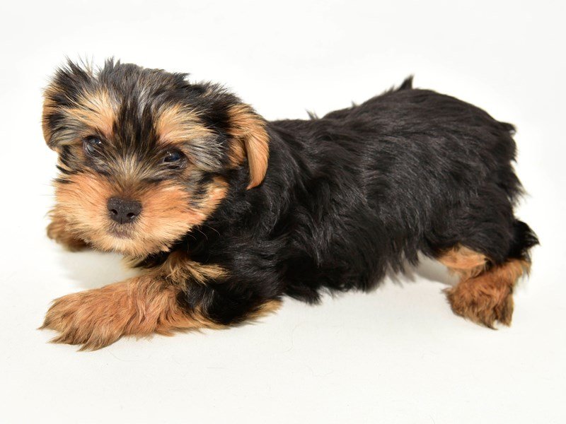 Yorkshire Terrier-DOG-Male-Black / Tan-2335491-My Next Puppy