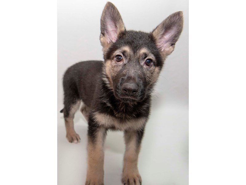 German Shepherd Dog-DOG-Female-Black / Tan-2340998-My Next Puppy