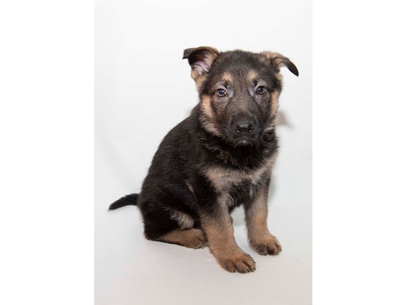German Shepherd Dog-DOG-Male-Black / Tan-2341000-My Next Puppy