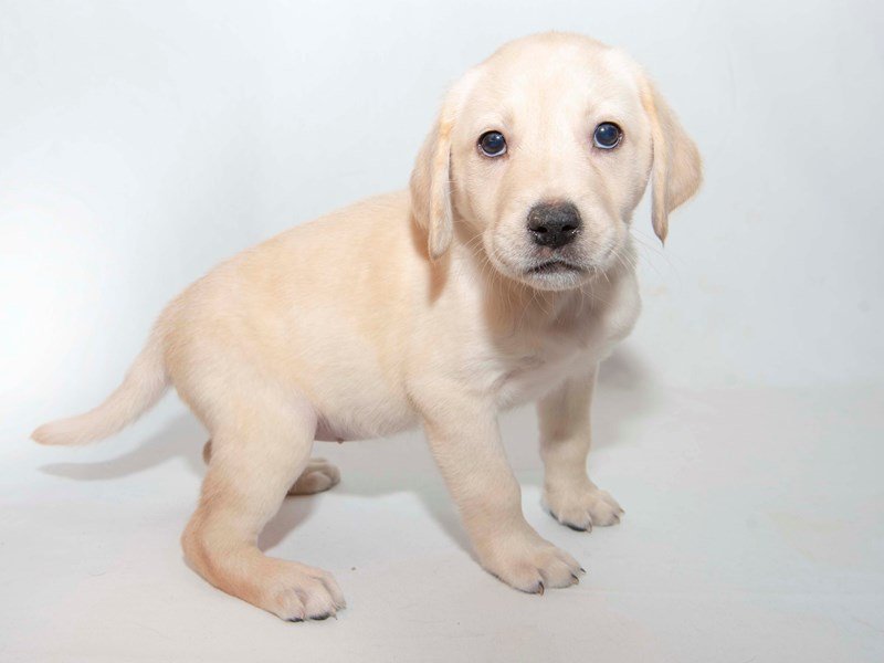 Labrador Retriever-DOG-Female-Yellow-2340994-My Next Puppy