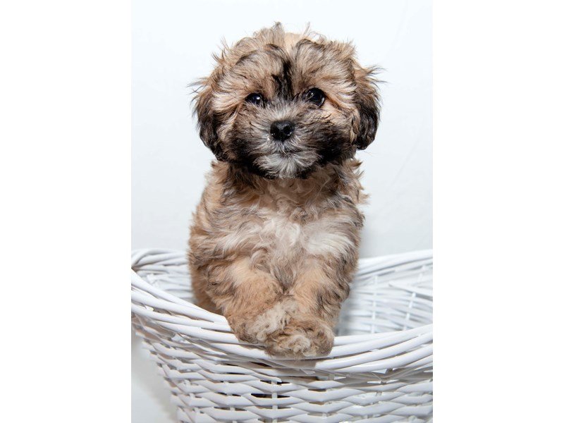 Shihpoo-DOG-Male-Gold-2340993-My Next Puppy