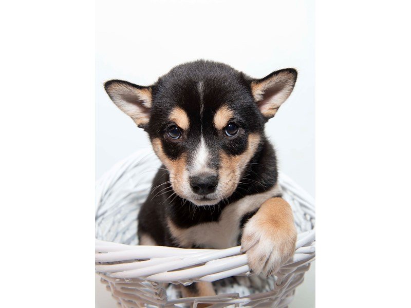 Shiba Inu-DOG-Male-Black / Tan-2340991-My Next Puppy