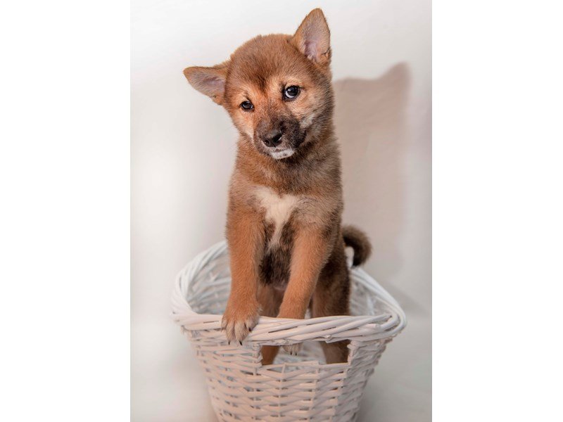 Shiba Inu-DOG-Female-Red Sesame-2340990-My Next Puppy