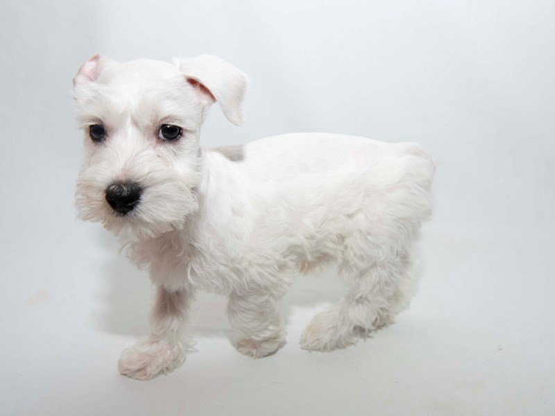 Mini Schnoodle-DOG-Male-WH-2340279-My Next Puppy