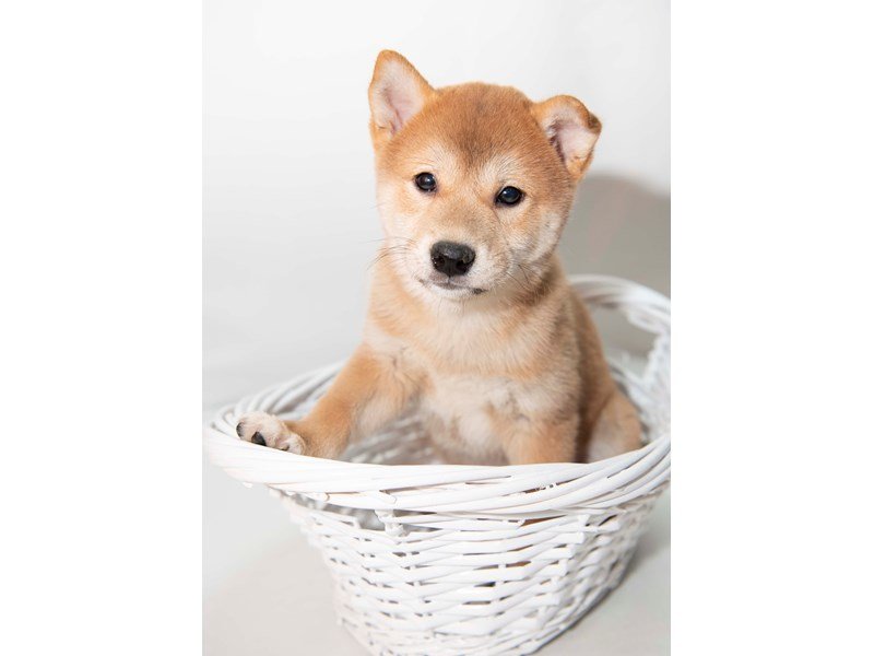 Shiba Inu-DOG-Male-Red Sesame-2348247-My Next Puppy