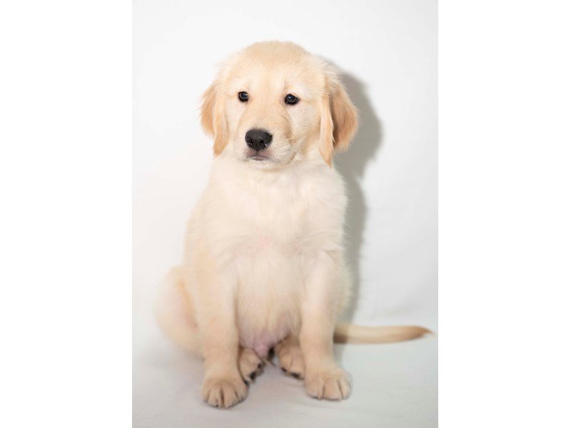 Golden Retriever-DOG-Male-Light Golden-2348248-My Next Puppy