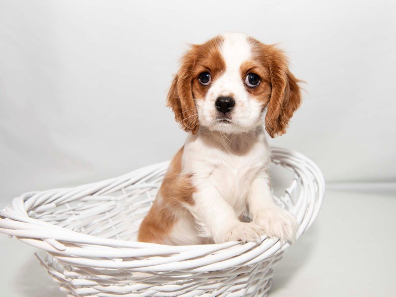 Cavalier King Charles Spaniel-DOG-Male-Blenheim-2348244-My Next Puppy