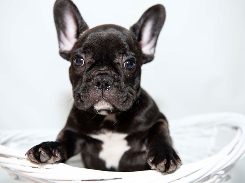 French Bulldog-DOG-Male-Black Brindle-2348319-My Next Puppy