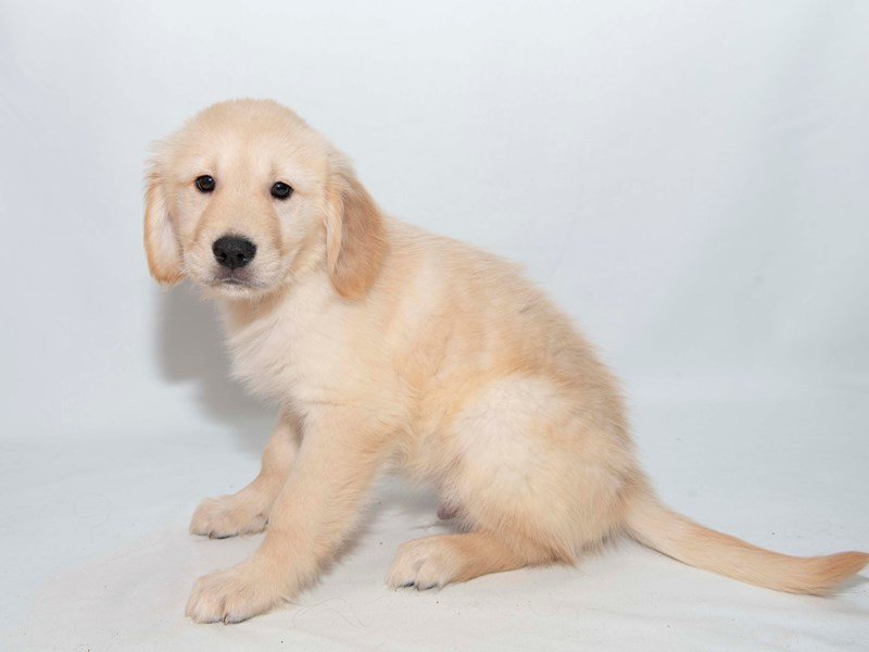 Golden Retriever-DOG-Male-Light Golden-2348252-My Next Puppy