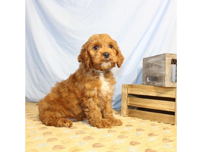Poodle/Cocker Spaniel-DOG-Male-Red-2356911-My Next Puppy