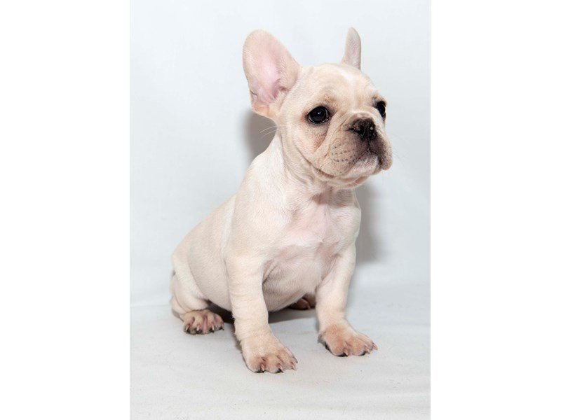 French Bulldog-DOG-Female-Cream-2348318-My Next Puppy