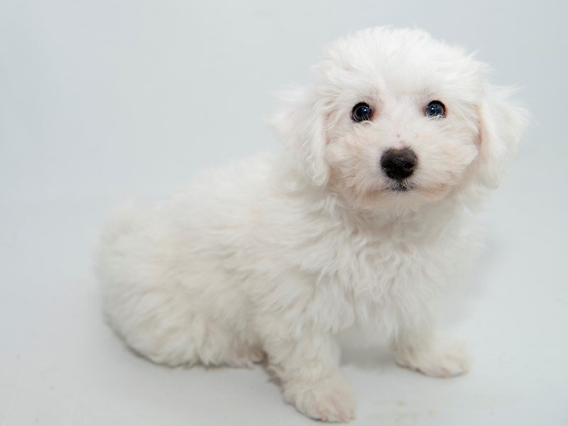 Bichon Frise-DOG-Male-White-2364530-My Next Puppy