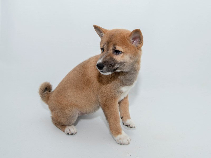 Shiba Inu-DOG-Female-RD SESME:WH MKGS-2362061-My Next Puppy