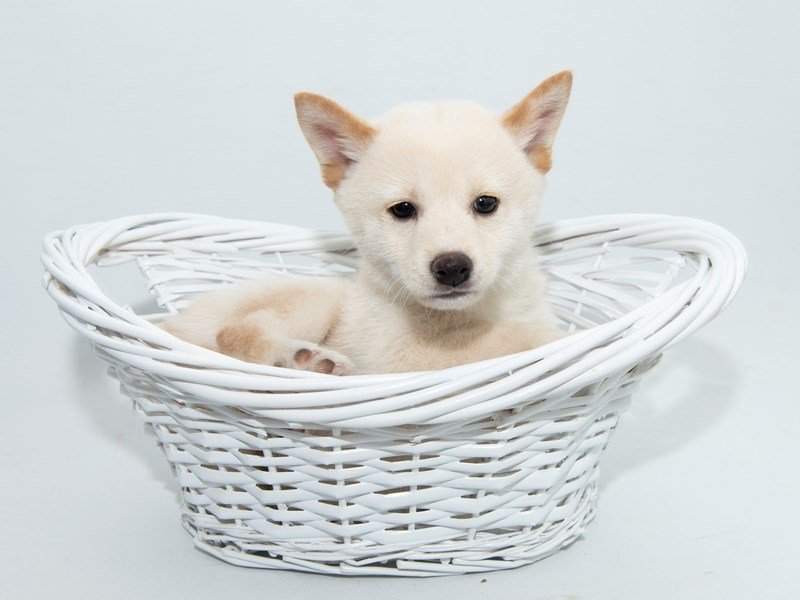 Shiba Inu-DOG-Male-CR-2362062-My Next Puppy