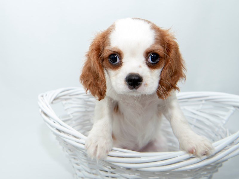 Cavalier King Charles-DOG-Female-BHEIM-2362063-My Next Puppy