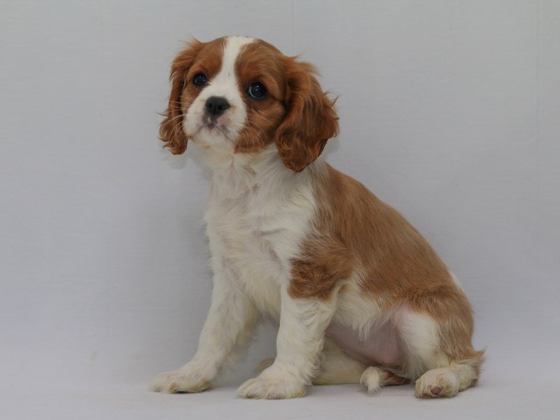Cavalier King Charles Spaniel-DOG-Female-Blenheim / White-2370060-My Next Puppy
