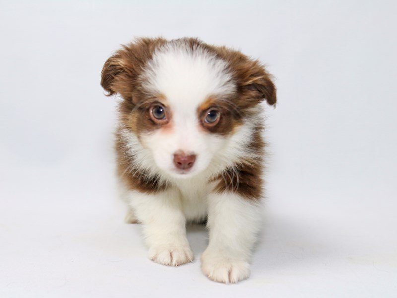Miniature Australian Shepherd-DOG-Female-Red-2374081-My Next Puppy