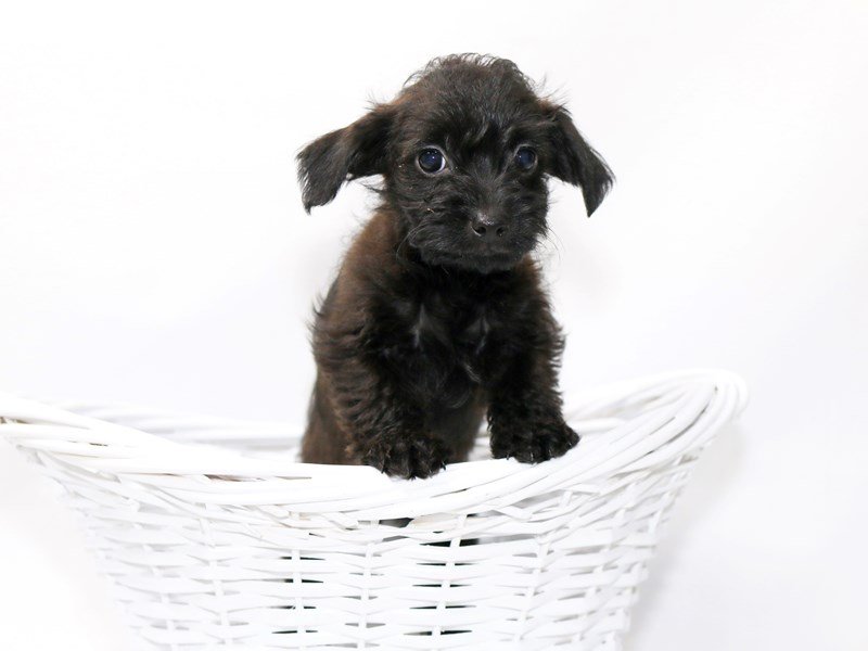 Cairnoodle-DOG-Female-Brindle-2374384-My Next Puppy