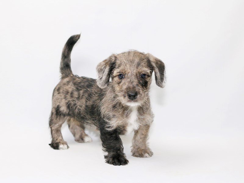 Mini Scoodle-DOG-Female-Blue Merle-2374386-My Next Puppy