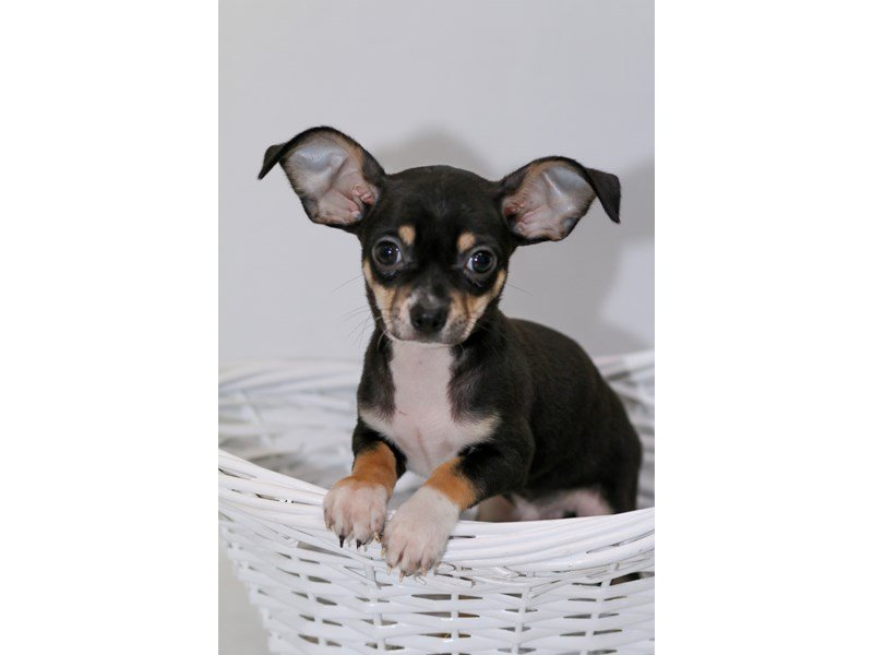 Chihuahua-DOG-Male-BLK & TN:WH MKGS-2368788-My Next Puppy