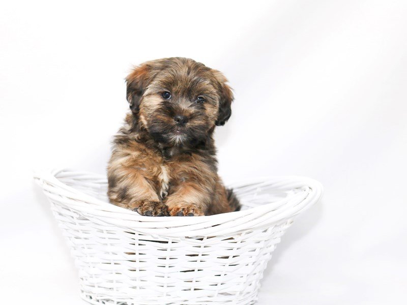 Shorkie-DOG-Female-Dark Brown-2376030-My Next Puppy