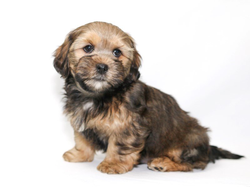 Shorkie-DOG-Male-Dark Brown-2376027-My Next Puppy