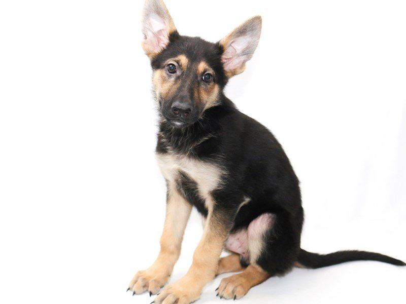German Shepherd Dog-DOG-Male-Black / Tan-2379293-My Next Puppy