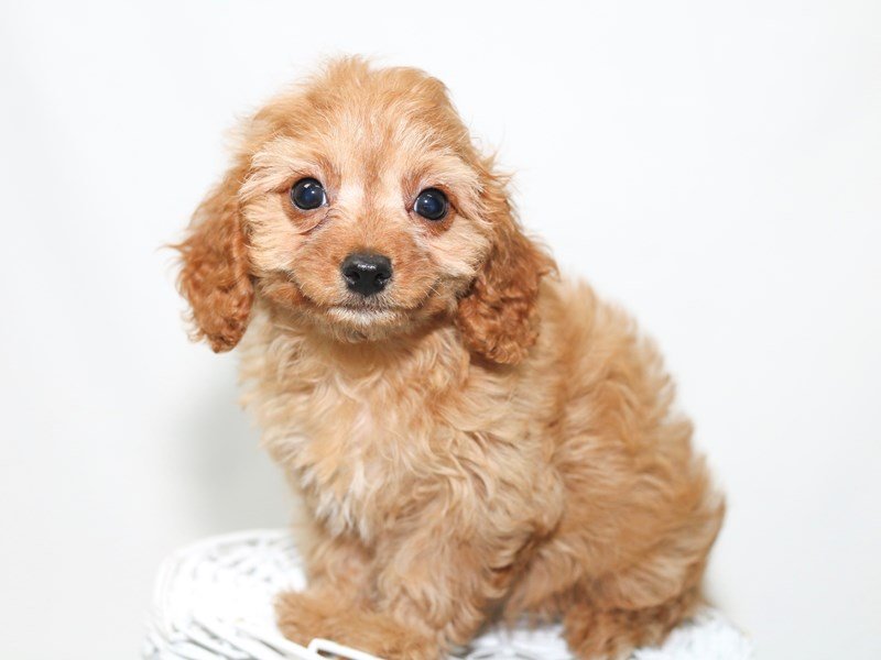 Mini Cavapoo-DOG-Female-Ruby-2388278-My Next Puppy