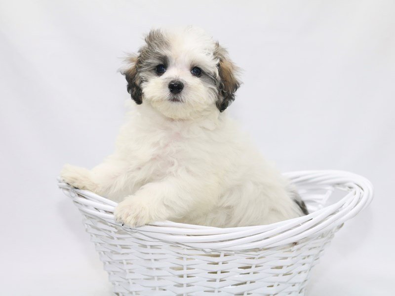 Maltipoo-DOG-Female-White / Gold-2388288-My Next Puppy