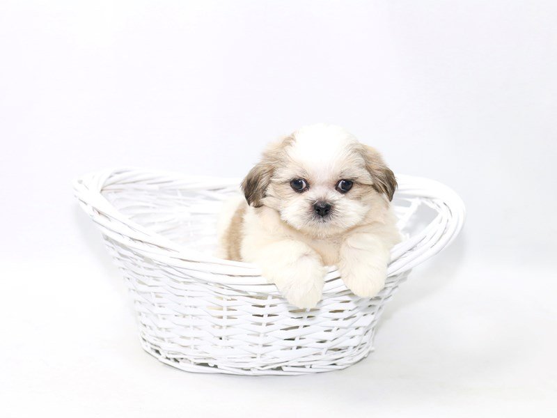 Shih Tzu-DOG-Male-White / Gold-2392211-My Next Puppy