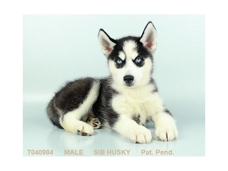 Siberian Husky-DOG-Male-BLK & WH-2396963-My Next Puppy