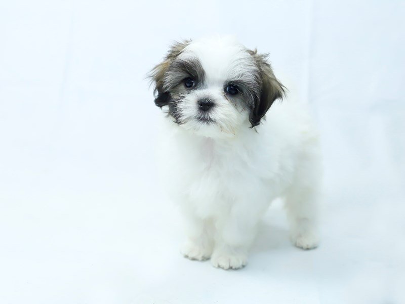 Malshi-Female-Brindle/White-2405834-My Next Puppy
