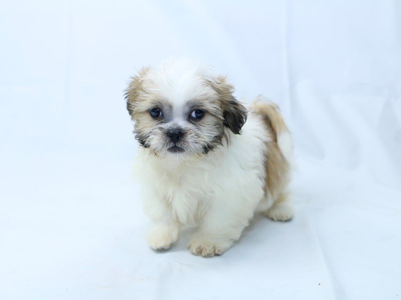 Shih Tzu-DOG-Male-Tan/White-2405844-My Next Puppy