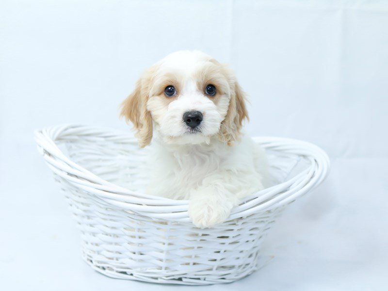 Cavachon-DOG-Male-White/Tan-2405850-My Next Puppy