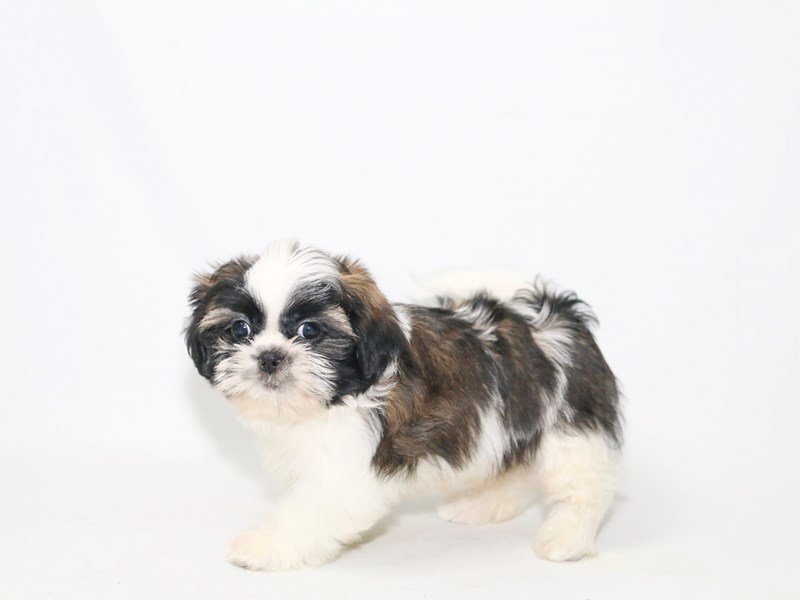 Shih Tzu-DOG-Male-White / Gold-2388314-My Next Puppy