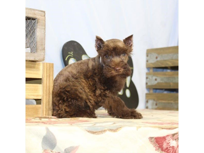 Miniature Schnauzer-DOG-Female-Chocolate-2397081-My Next Puppy