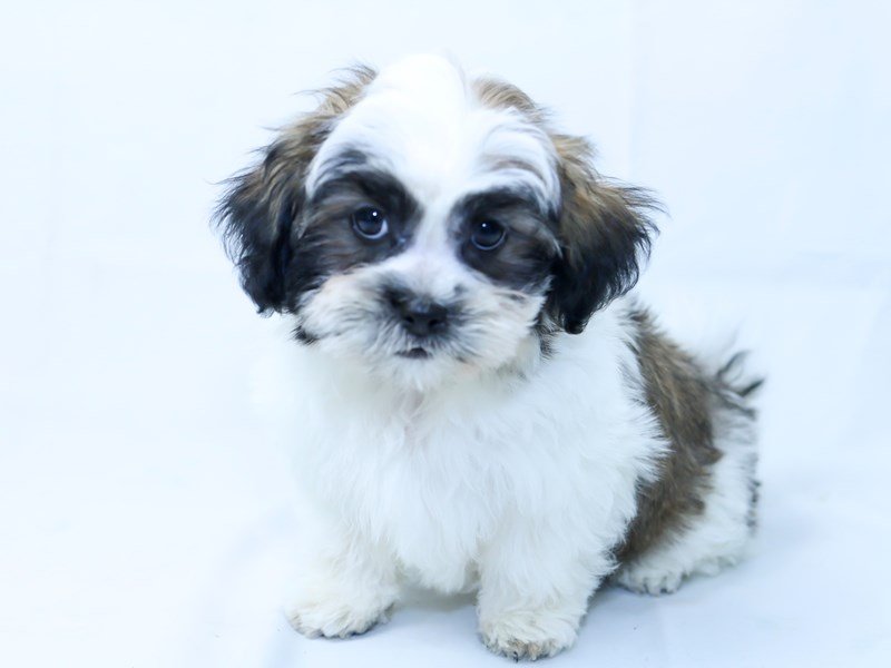 Havashu-DOG-Male-Sable/White-2405805-My Next Puppy