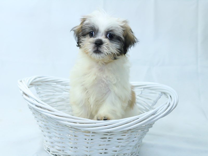 Shih Tzu-DOG-Male-Brindle/White-2405826-My Next Puppy