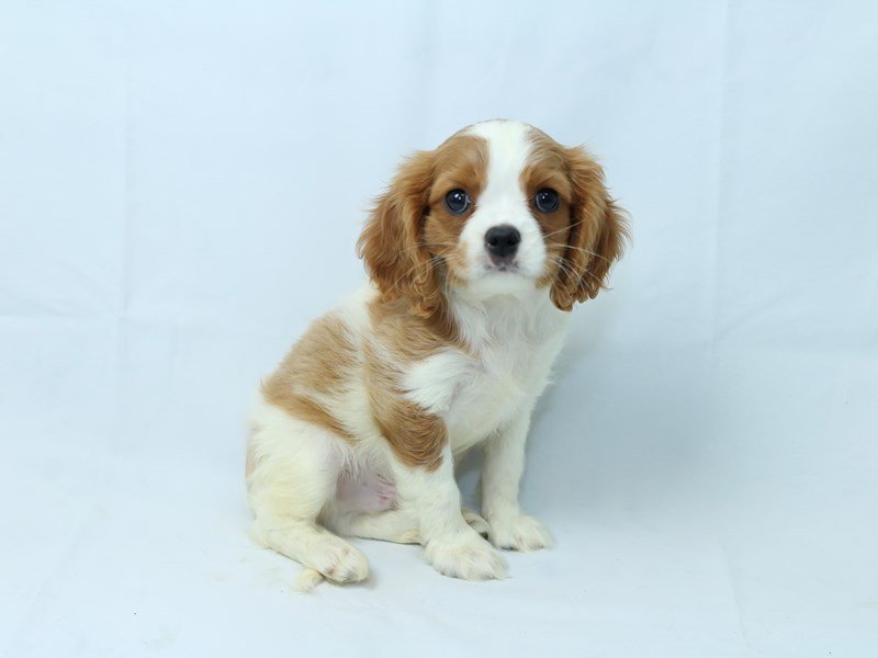 Cavalier King Charles Spaniel-DOG-Male-Blenheim / White-2403430-My Next Puppy