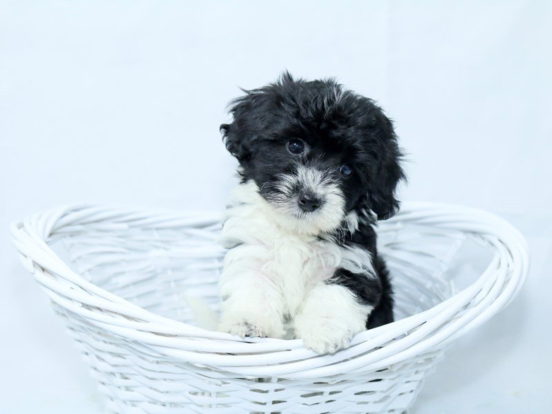 Bichon Frise/Havanese-DOG-Female-White / Black-2403530-My Next Puppy