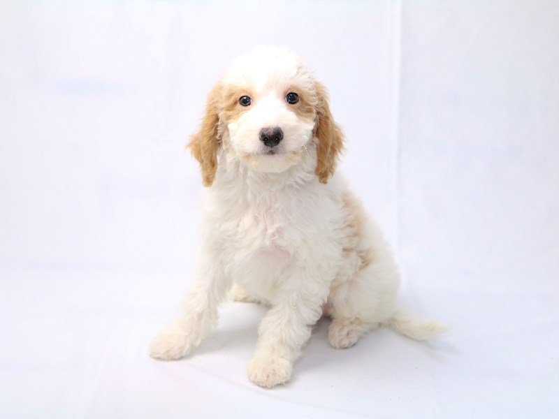 Miniature Goldendoodle-DOG-Male-White / Red-2410545-My Next Puppy