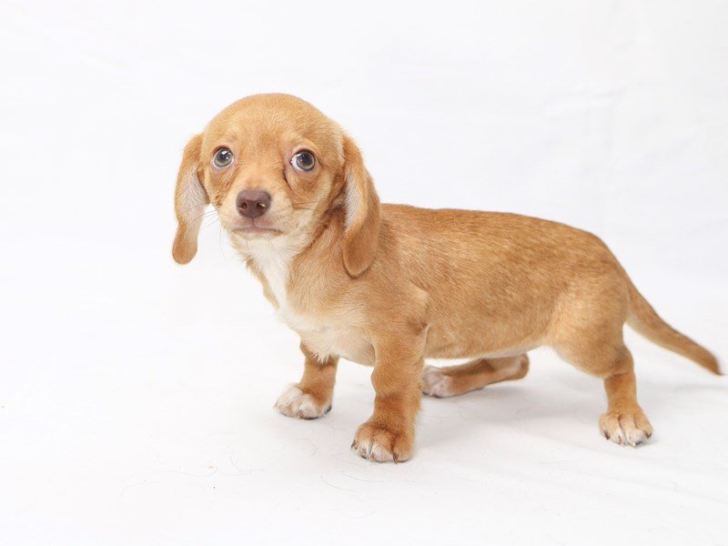 Chiweenie-DOG-Female-Fawn-2415038-My Next Puppy