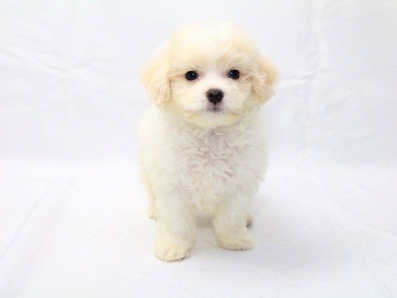 Cavachon 2nd Gen-DOG-Male-White / Blenheim-2415322-My Next Puppy