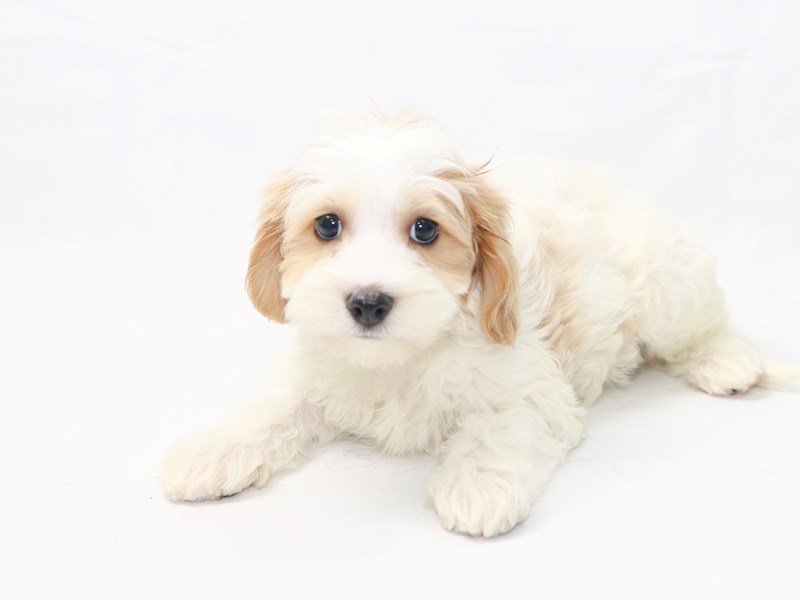 Cavaton-Male-white - tan-2418020-My Next Puppy