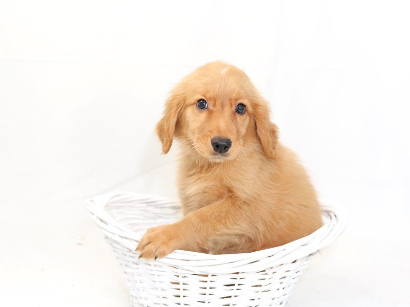 Golden Retriever-DOG-Female-Golden-2423305-My Next Puppy