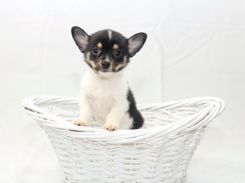 Chihuahua-DOG-Male-Black White / Tan-2427795-My Next Puppy